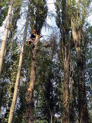 abattages-arbres-mons