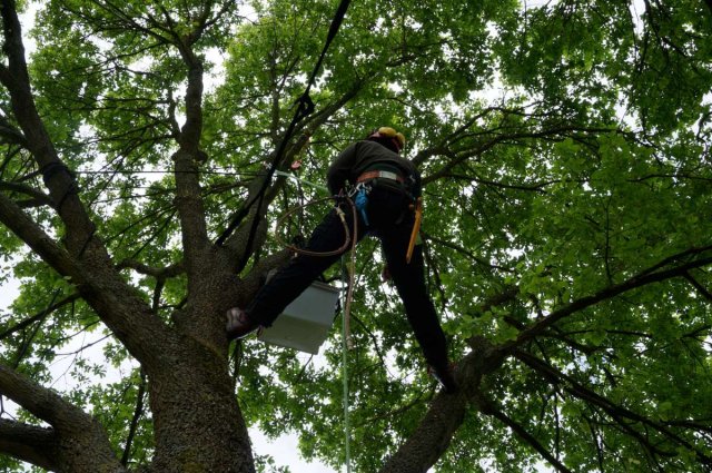 Haubanage d'arbres